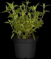 Mentha (Munt) - afbeelding 19