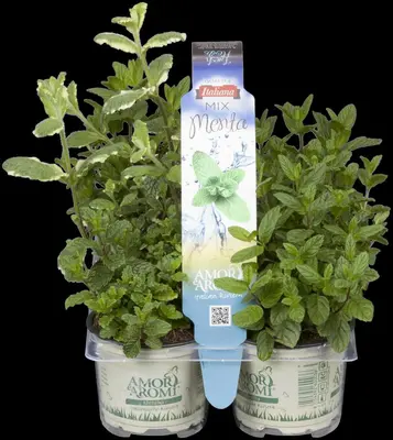 Mentha (Munt) - afbeelding 20