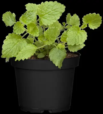 Mentha (Munt) - afbeelding 21
