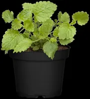 Mentha (Munt) - afbeelding 21
