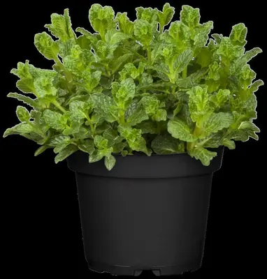 Mentha (Munt) - afbeelding 18