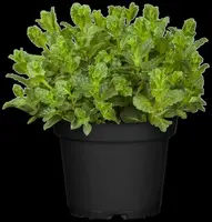 Mentha (Munt) - afbeelding 18