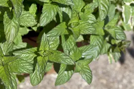 Mentha (Munt) - afbeelding 1