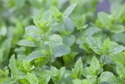 Mentha (Munt) - afbeelding 2
