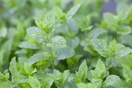 Mentha (Munt) - afbeelding 2