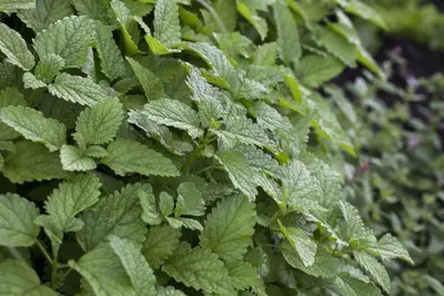 Mentha (Munt) - afbeelding 9