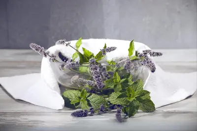 Mentha (Munt) - afbeelding 13