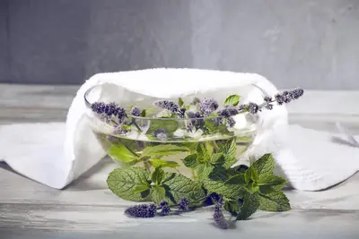 Mentha (Munt) - afbeelding 14