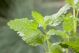 Mentha (Munt) - afbeelding 23