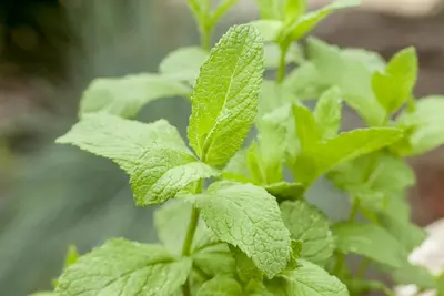 Mentha (Munt) - afbeelding 24