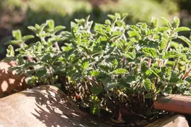Mentha (Munt) - afbeelding 25