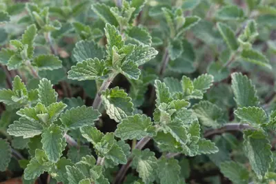 Mentha (Munt) - afbeelding 26