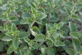 Mentha (Munt) - afbeelding 26