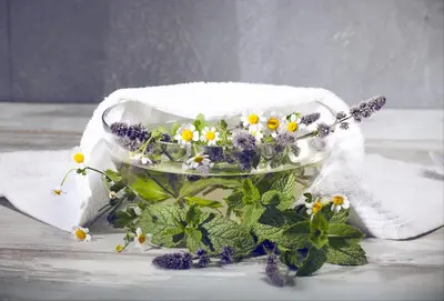 Mentha (Munt) - afbeelding 17