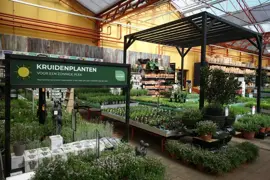 Mentha piperita 'Basil' (Basilicummunt) - afbeelding 2