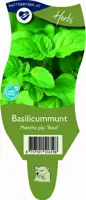 Mentha piperita 'Basil' (Basilicummunt) - afbeelding 1