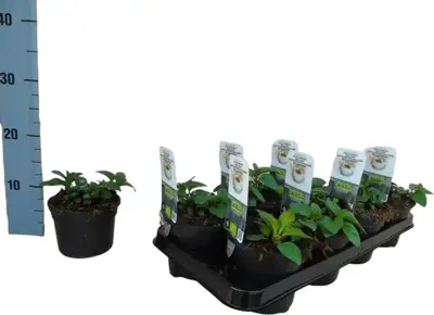 Mentha piperita 'Basilicum' (Basilicummunt) 15cm - afbeelding 1
