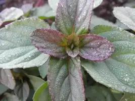 Mentha piperita 'Basilicum' (Basilicummunt) 15cm - afbeelding 2