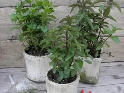 Mentha piperita 'Basilicum' (Basilicummunt) 15cm - afbeelding 3