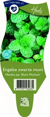 Mentha piperita 'Black Mitcham' (Engelse zwarte munt) - afbeelding 1