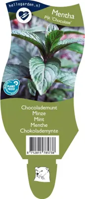 Mentha piperita 'Chocolate' (Chocolademunt) - afbeelding 1