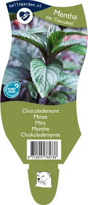 Mentha piperita 'Chocolate' (Chocolademunt) - afbeelding 1