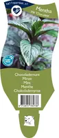 Mentha piperita 'Chocolate' (Chocolademunt) - afbeelding 1