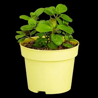 Mentha piperita (Grapefruitmunt) - afbeelding 3