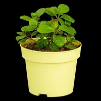 Mentha piperita (Grapefruitmunt) - afbeelding 3