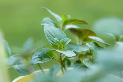 Mentha piperita (Grapefruitmunt) - afbeelding 4