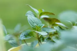 Mentha piperita (Grapefruitmunt) - afbeelding 4