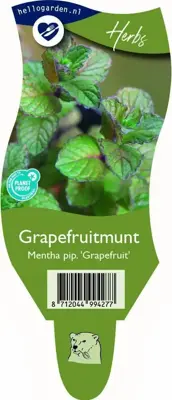 Mentha piperita (Grapefruitmunt) - afbeelding 1