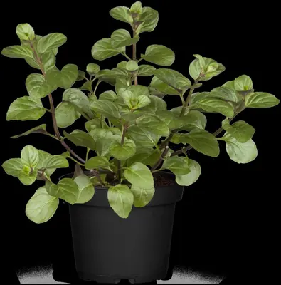 Mentha piperita 'Lemon' (Citroenmunt) - afbeelding 18