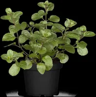 Mentha piperita 'Lemon' (Citroenmunt) - afbeelding 18