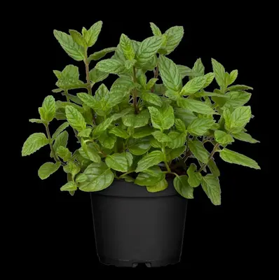 Mentha piperita 'Lemon' (Citroenmunt) - afbeelding 38