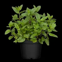 Mentha piperita 'Lemon' (Citroenmunt) - afbeelding 38