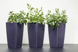 Mentha piperita 'Lemon' (Citroenmunt) - afbeelding 2