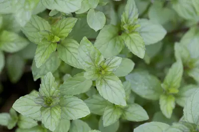 Mentha piperita 'Lemon' (Citroenmunt) - afbeelding 3