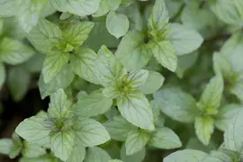 Mentha piperita 'Lemon' (Citroenmunt) - afbeelding 3