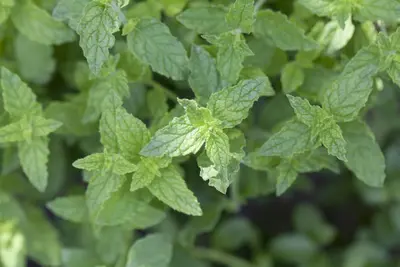 Mentha piperita 'Lemon' (Citroenmunt) - afbeelding 4