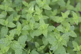 Mentha piperita 'Lemon' (Citroenmunt) - afbeelding 5