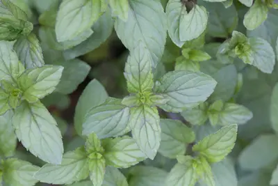 Mentha piperita 'Lemon' (Citroenmunt) - afbeelding 6