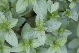 Mentha piperita 'Lemon' (Citroenmunt) - afbeelding 6