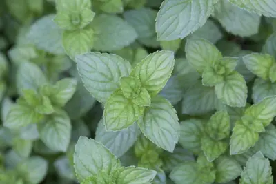 Mentha piperita 'Lemon' (Citroenmunt) - afbeelding 7