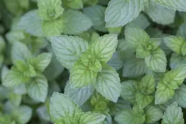 Mentha piperita 'Lemon' (Citroenmunt) - afbeelding 7