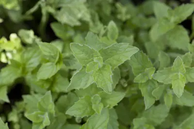 Mentha piperita 'Lemon' (Citroenmunt) - afbeelding 9