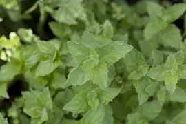 Mentha piperita 'Lemon' (Citroenmunt) - afbeelding 9