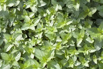 Mentha piperita 'Lemon' (Citroenmunt) - afbeelding 10