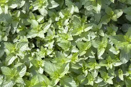 Mentha piperita 'Lemon' (Citroenmunt) - afbeelding 10