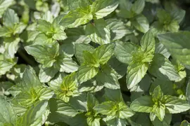 Mentha piperita 'Lemon' (Citroenmunt) - afbeelding 11